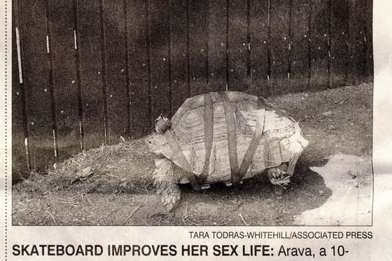 Turtle